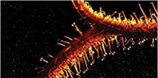 Semiosis Audiobook - Semiosis Duology
